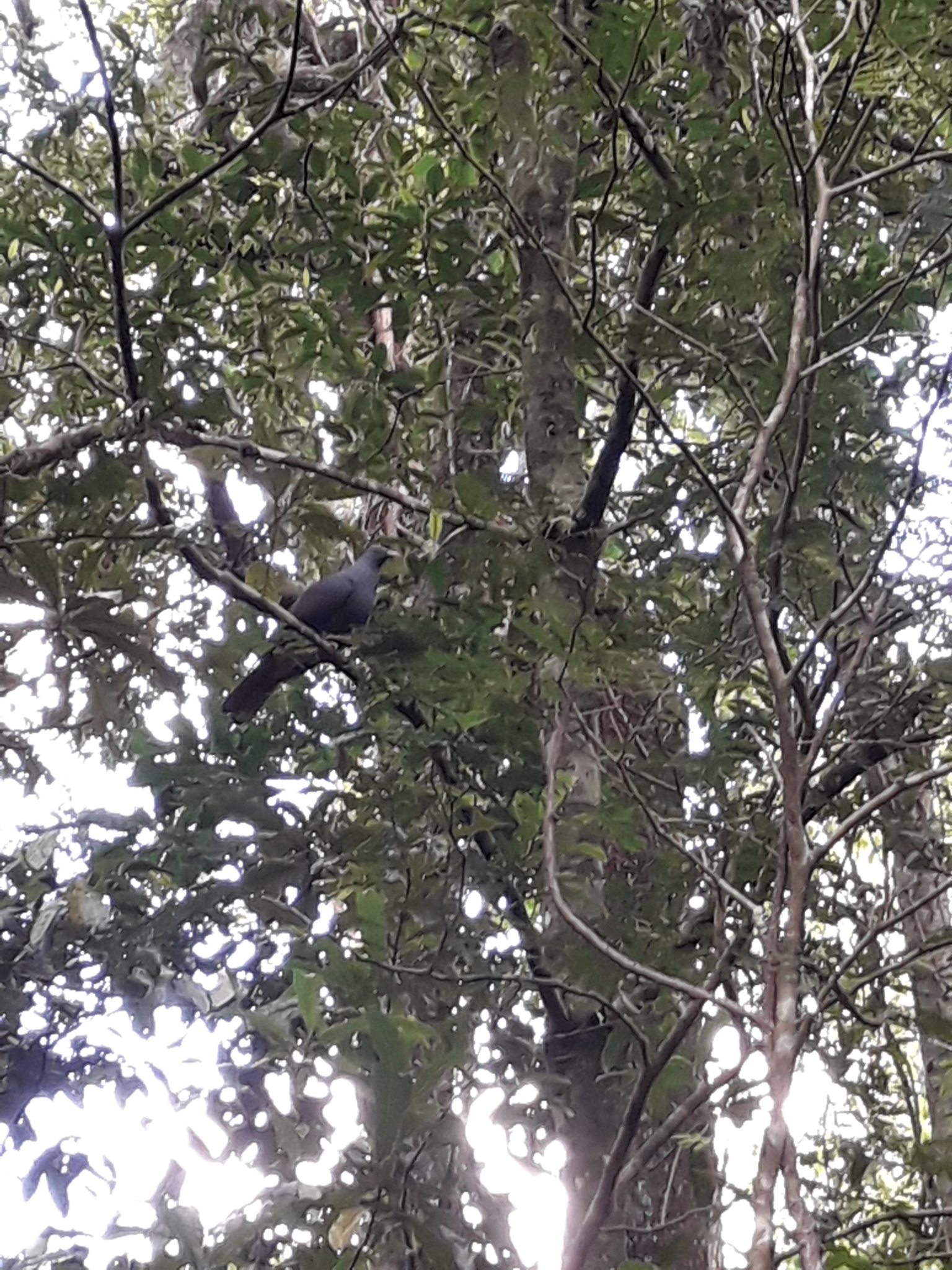 Goliath Imperial Pigeon (Ducula goliath), photo 9