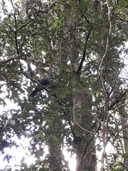 Ducula goliath