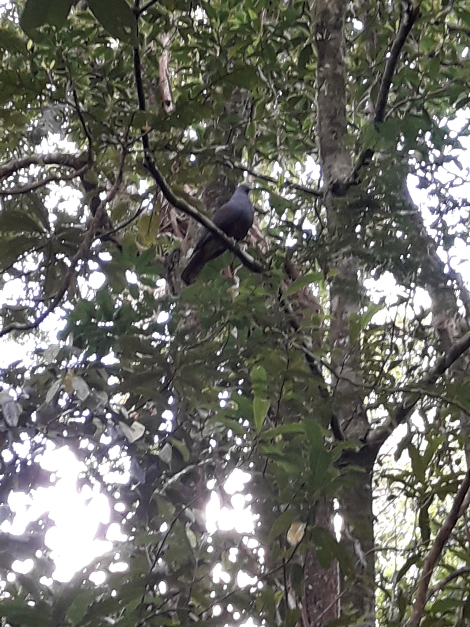 Goliath Imperial Pigeon (Ducula goliath), photo 10