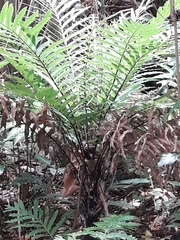 Blechnum gibbum