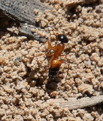 Opisthopsis rufithorax