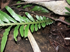 Blechnum gibbum