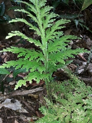Selaginella hordeiformis