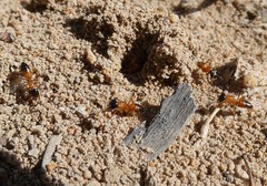 Opisthopsis rufithorax