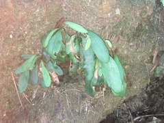 Elaphoglossum glabratum