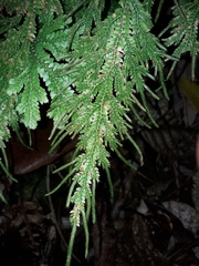 Selaginella hordeiformis