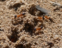 Opisthopsis rufithorax