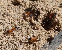 Opisthopsis rufithorax