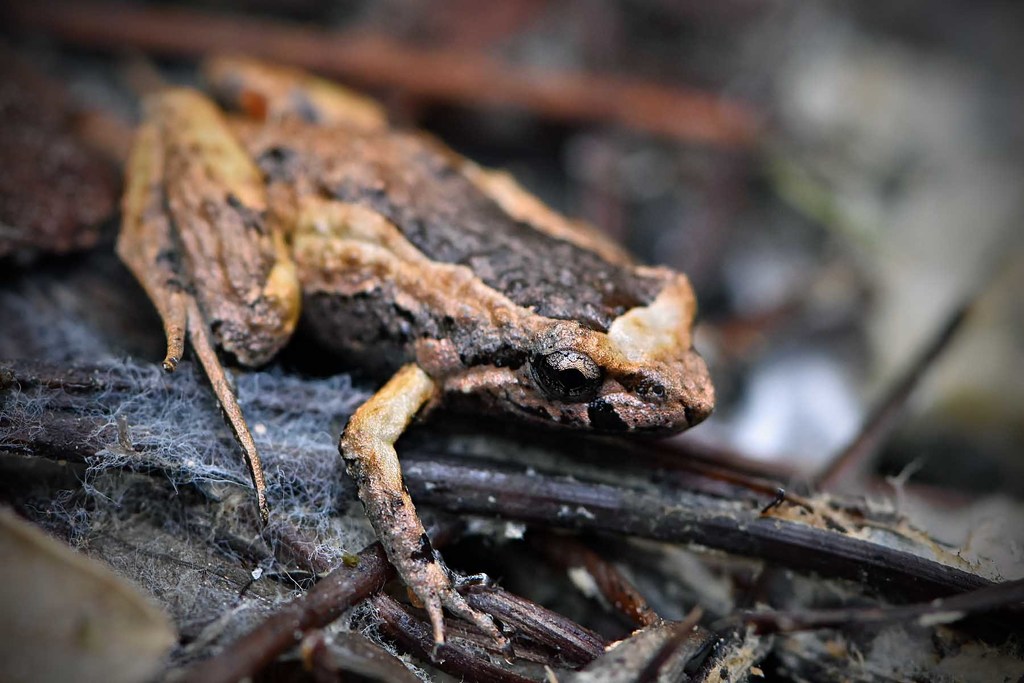 Lea's Frog