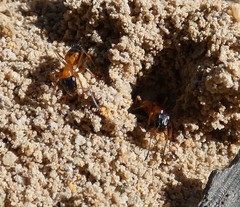 Opisthopsis rufithorax