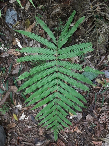 Christella prolixa observed 2019-10-20