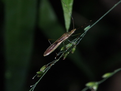 Leptocorisa acuta