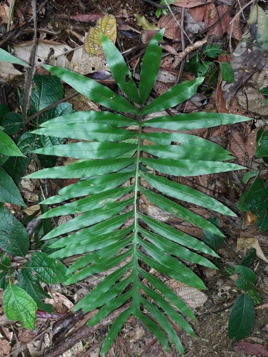 Lecanopteris vieillardii, 2019-10-20