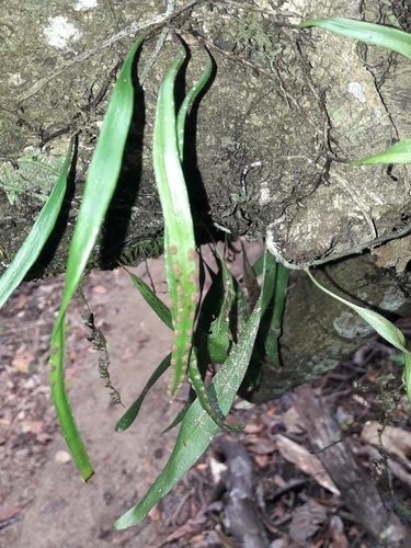 Dictymia mckeei (Dictymia mckeei)