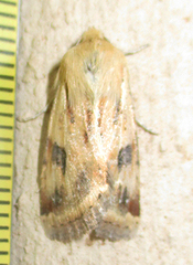 Heliothis scutuligera