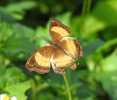 Junonia terea terea
