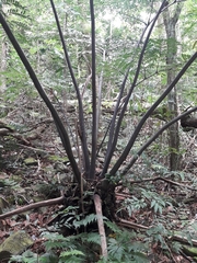 Ptisana attenuata
