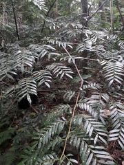 Ptisana attenuata