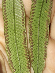 Ptisana attenuata