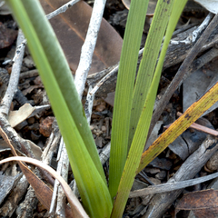 Haemodorum austroqueenslandicum