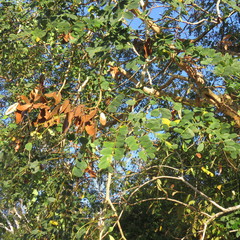 Albizia procera