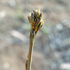 Haemodorum austroqueenslandicum