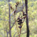 Haemodorum austroqueenslandicum - Photo (c) Gordon Claridge, algunos derechos reservados (CC BY-NC), uploaded by Gordon Claridge