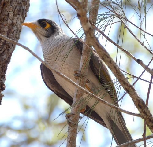 Noisy Miner, photo 10 of 10