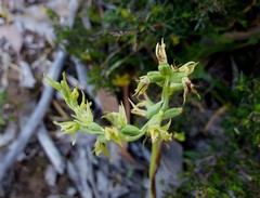 Prasophyllum pallidum
