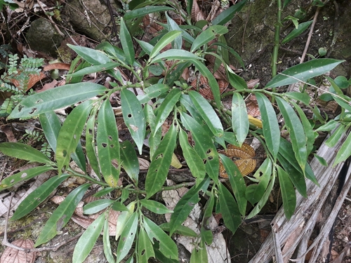 Procris pedunculata, photograph 3