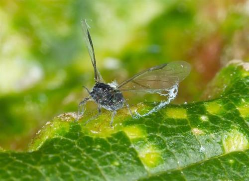 Woolly Aphids (Family Eriosomatidae) · iNaturalist