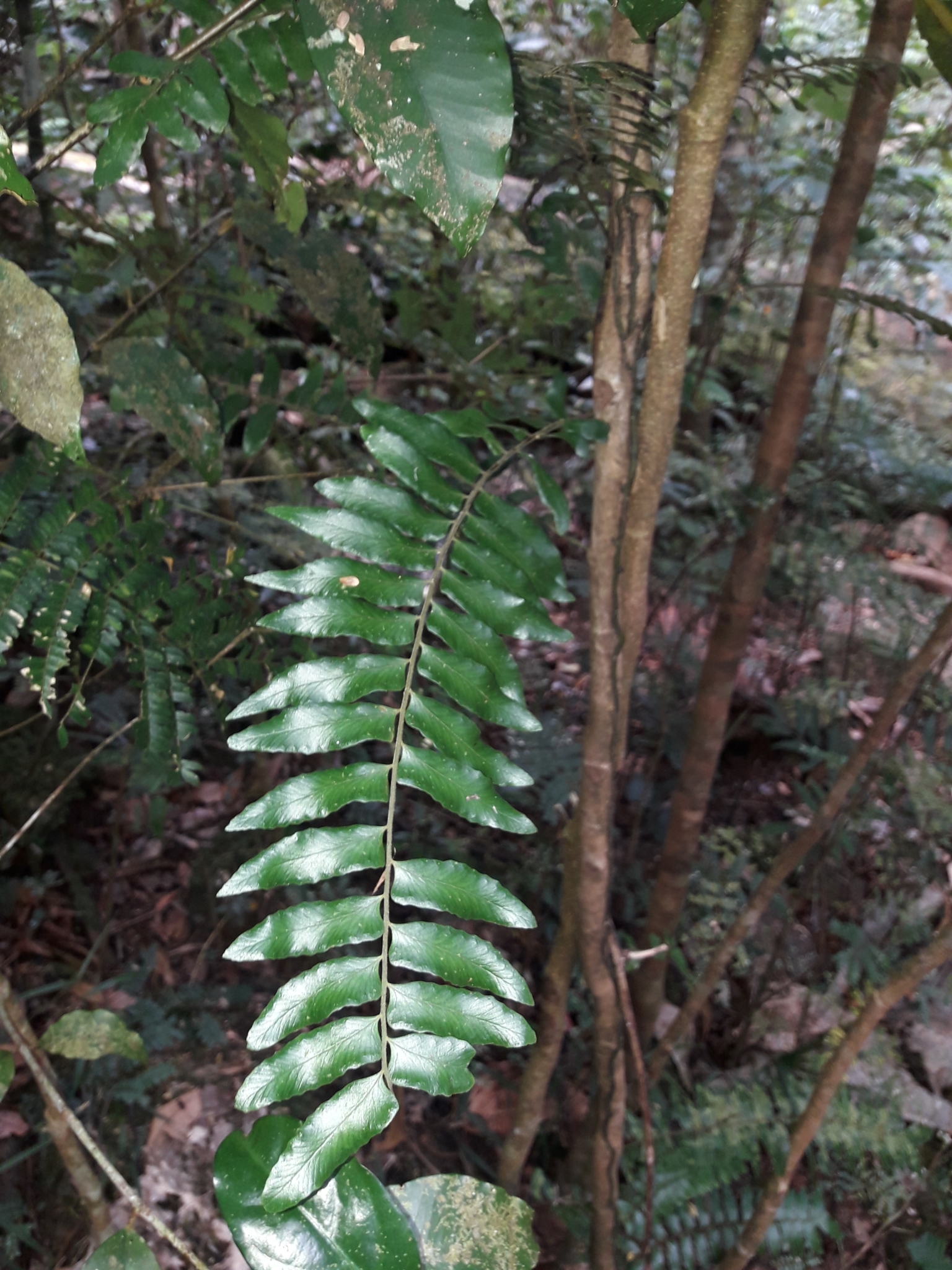 Arthropteris neocaledonica
