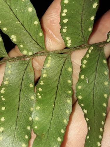 Image of Arthropteris Neocaledonica (Arthropteris neocaledonica) by (c) naturewatchwidow, some rights reserved (CC BY)