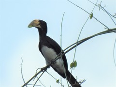 Lophoceros fasciatus