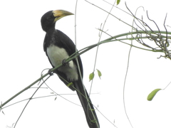 Lophoceros fasciatus