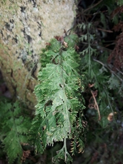 Trichomanes flavofuscum