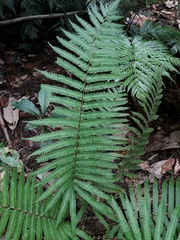 Sphaerostephanos heterocarpos