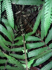 Sphaerostephanos heterocarpos