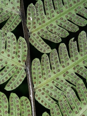 Sphaerostephanos heterocarpos