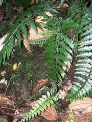 Asplenium lobulatum