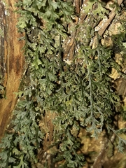 Polyphlebium vieillardii