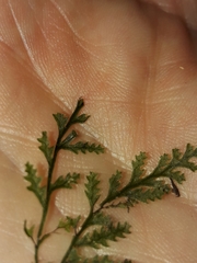 Polyphlebium vieillardii