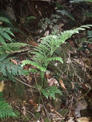 Selaginella hordeiformis
