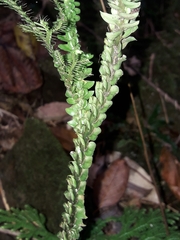 Selaginella hordeiformis
