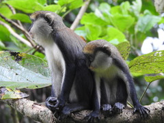 Cercopithecus lowei