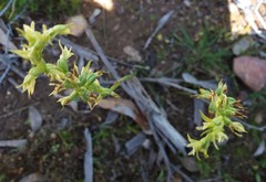 Prasophyllum pallidum