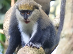 Cercopithecus lowei