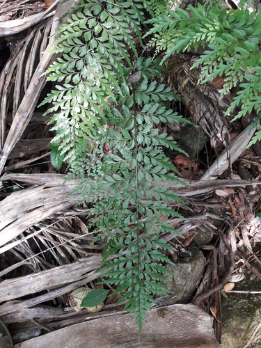 Image of Asplenium cuneatum by (c) naturewatchwidow, some rights reserved (CC BY)