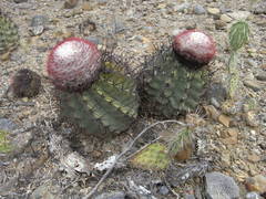 Melocactus curvispinus caesius