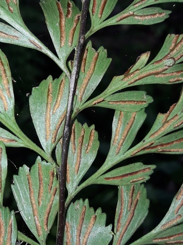 Image of Asplenium cuneatum by (c) naturewatchwidow, some rights reserved (CC BY)